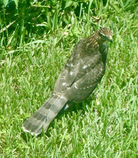 hawk sp. - ML253472611