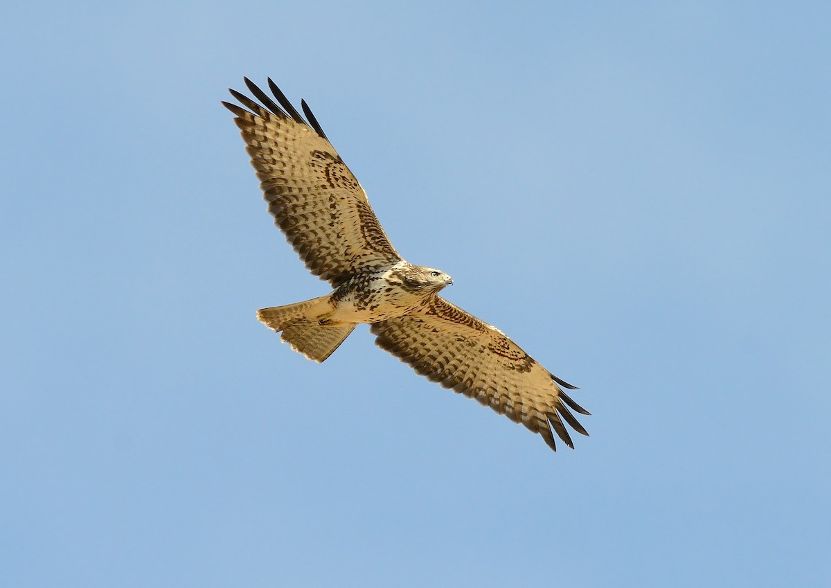 Common Buzzard - ML253472801