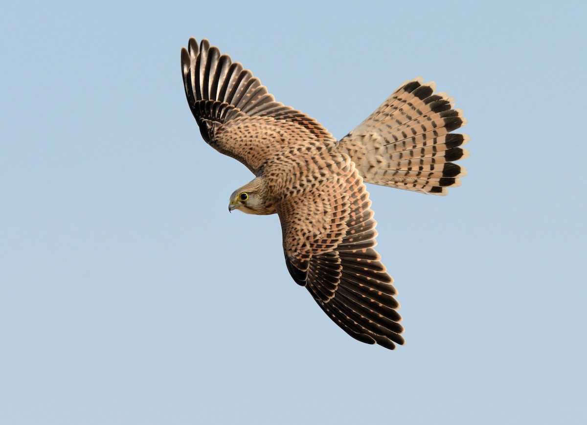 Eurasian Kestrel - ML253472861