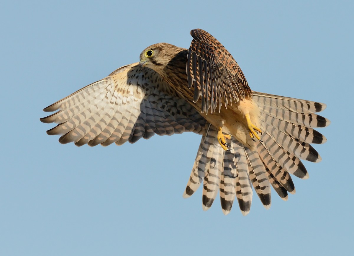 Eurasian Kestrel - ML253472911