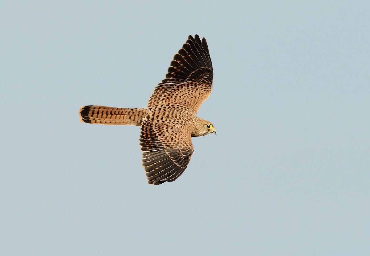 Eurasian Kestrel - ML253472951