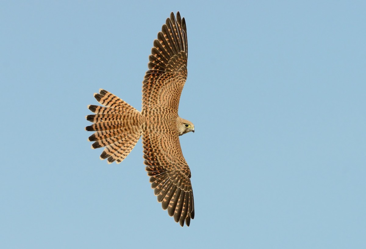 Eurasian Kestrel - ML253473051