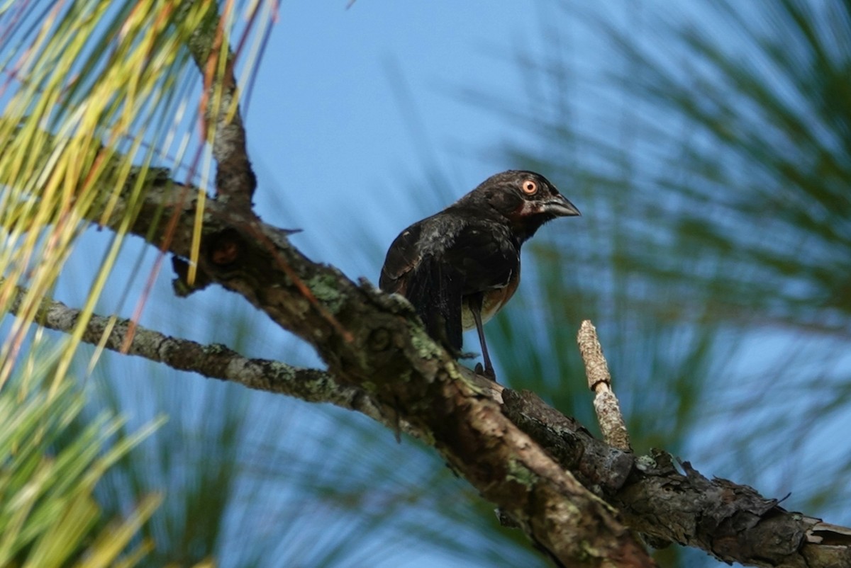 Eastern Towhee - deborah grimes