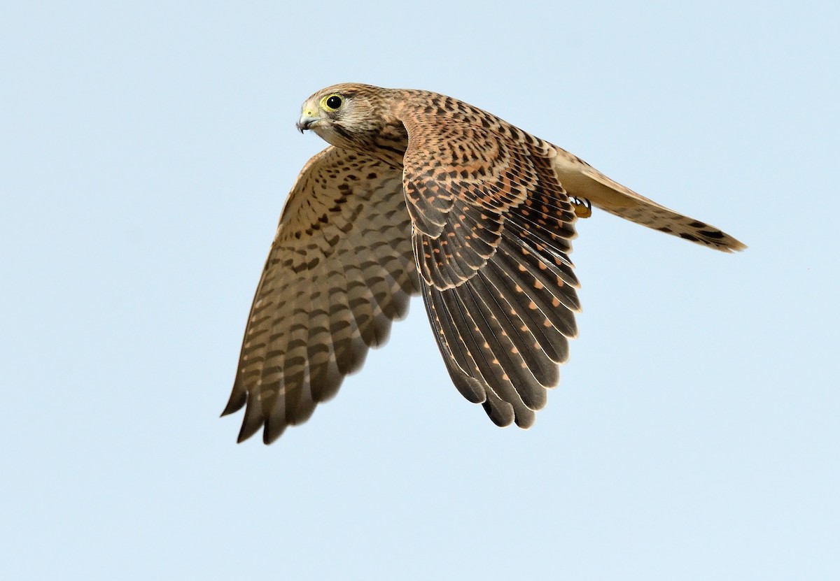 Eurasian Kestrel - ML253473121