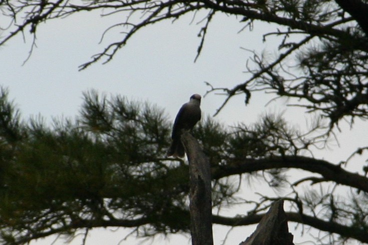 Canada Jay - ML253475101