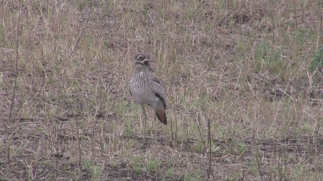 ミズベイシチドリ - ML253476101