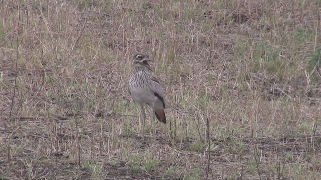 Water Thick-knee - ML253476101