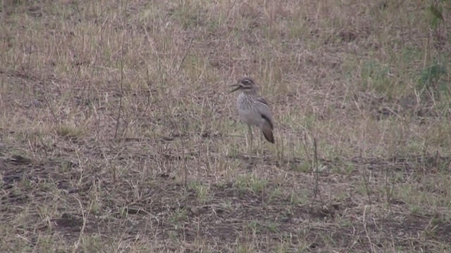 Water Thick-knee - ML253476241