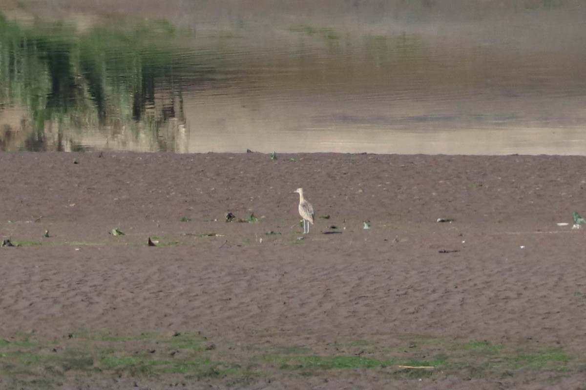 Long-billed Curlew - Jen Sanford