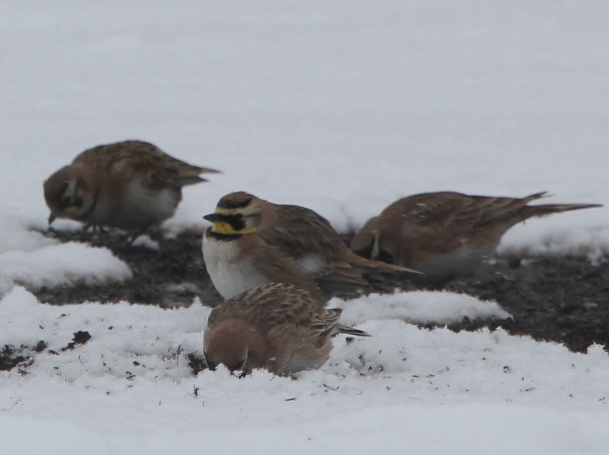 Horned Lark - Larry Urbanski