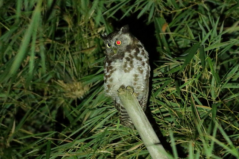Akun Eagle-Owl - Dermot Breen