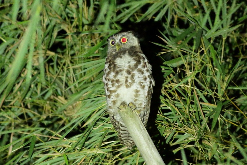 Akun Eagle-Owl - Dermot Breen