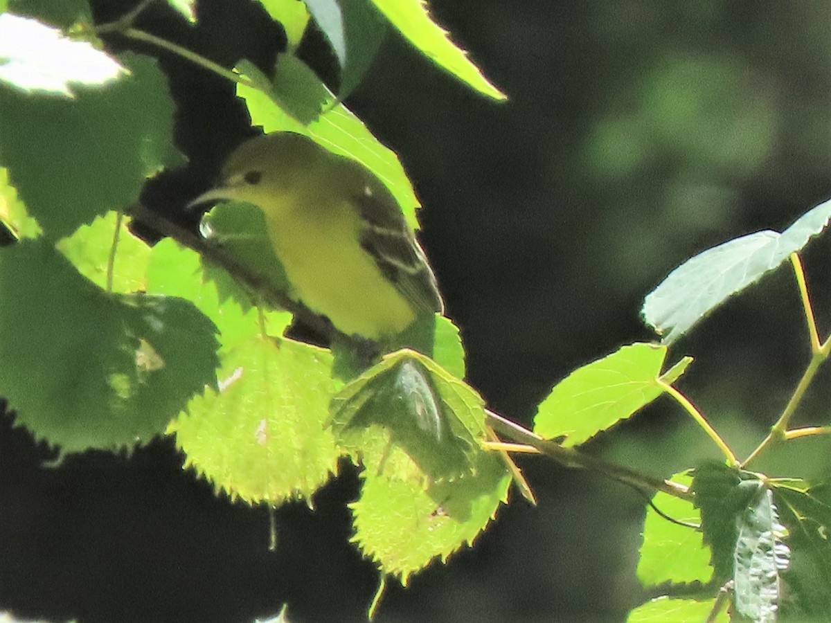 Orchard Oriole - ML253480961