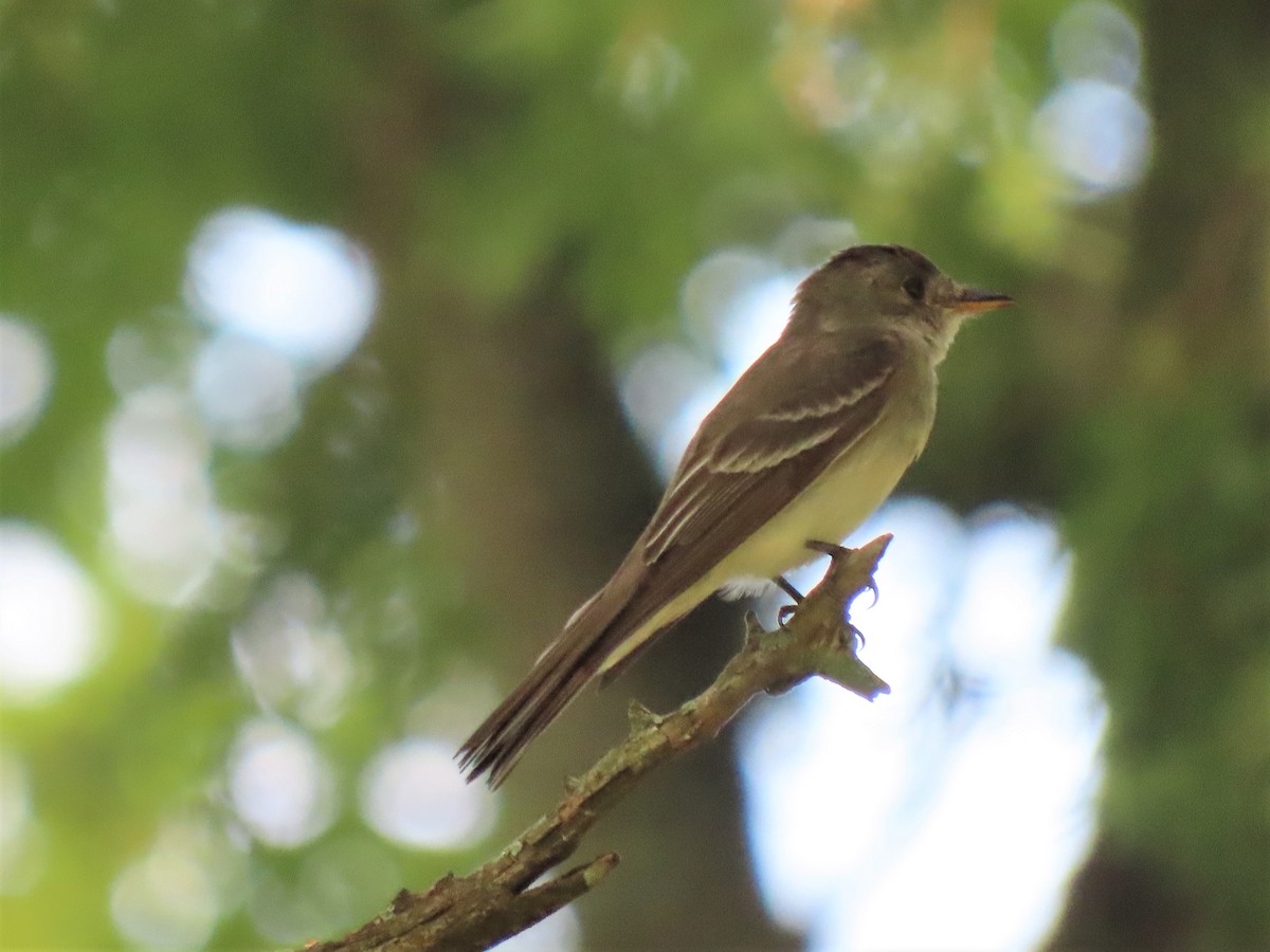 Eastern Wood-Pewee - ML253481251