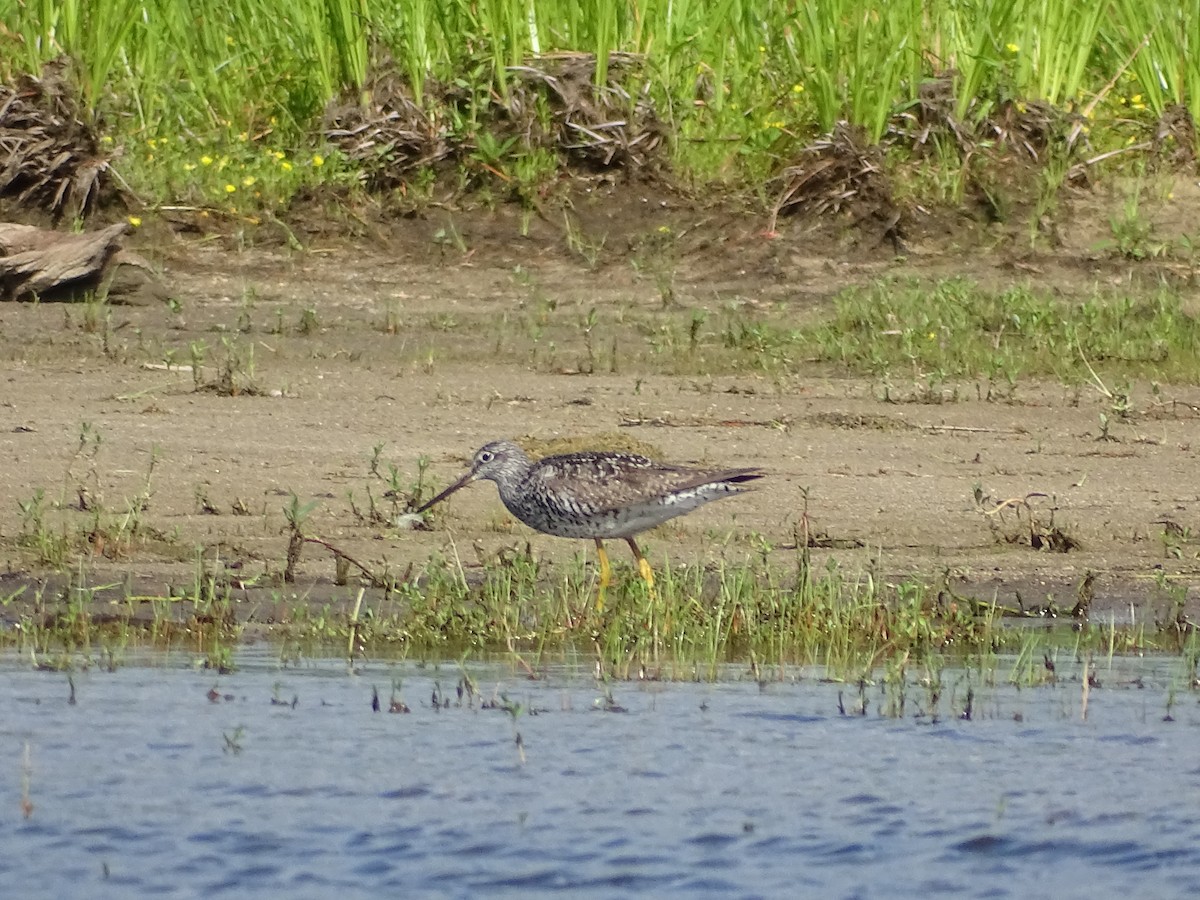 Greater Yellowlegs - ML253481551