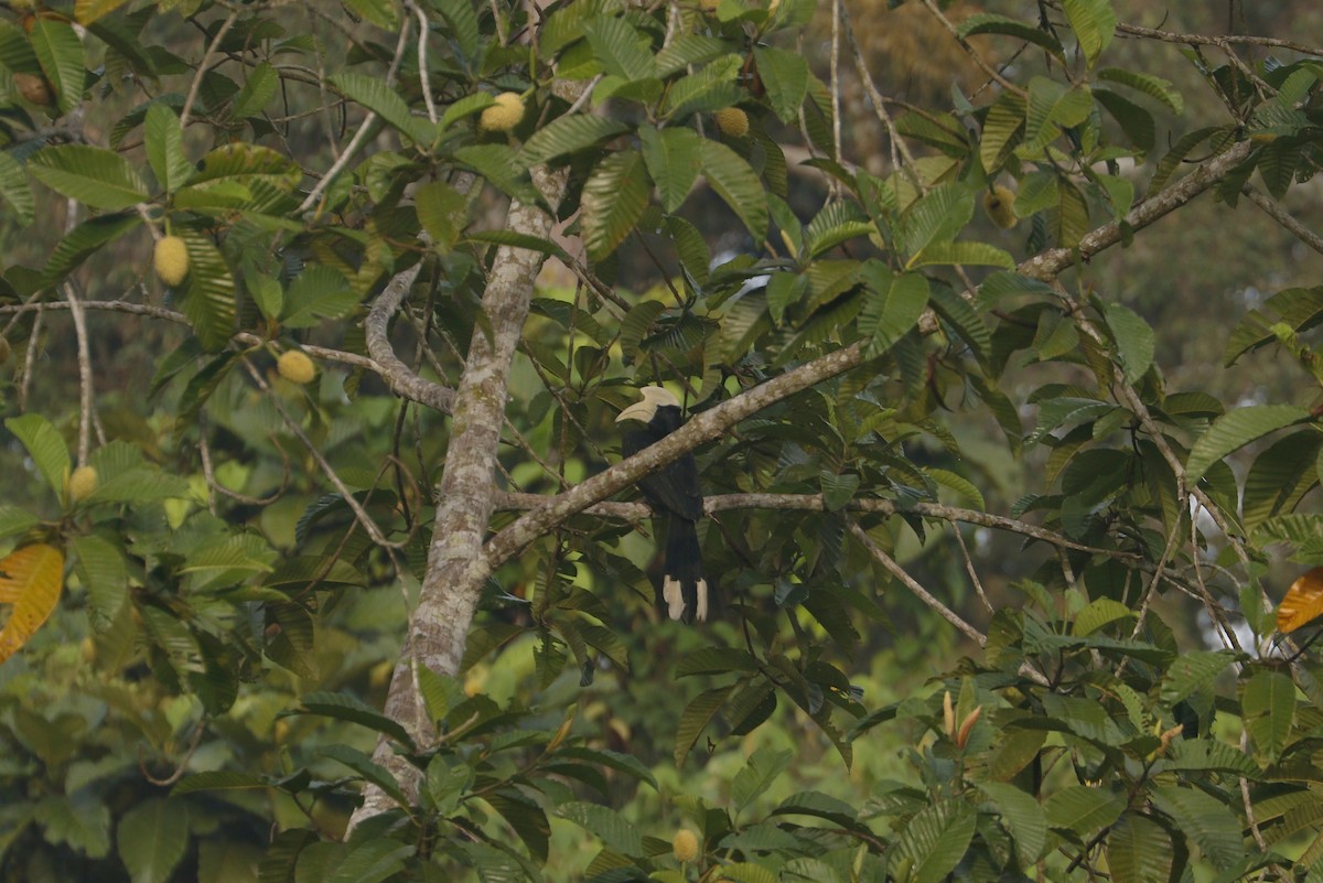 Malaienhornvogel - ML253481961
