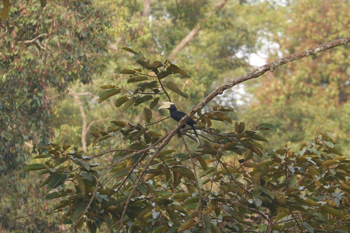 Чёрная птица-носорог - ML253482001