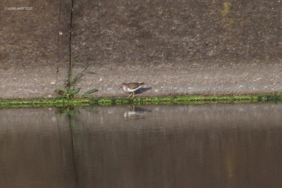 Spotted Sandpiper - Erick Roy Cruz Lee