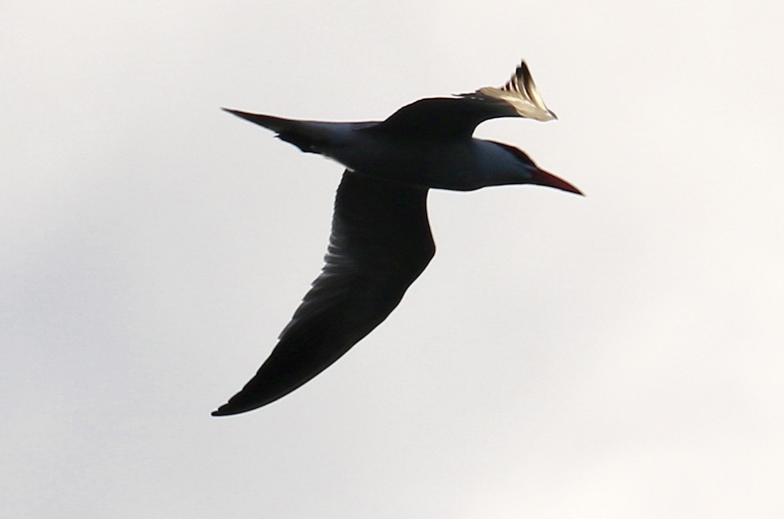 Caspian Tern - ML253484431