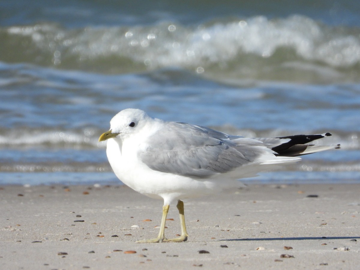 Common Gull - Martin Rheinheimer