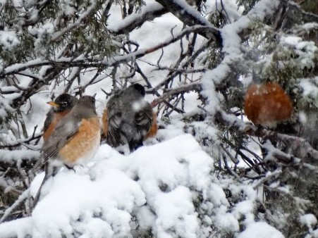 American Robin - ML253486461