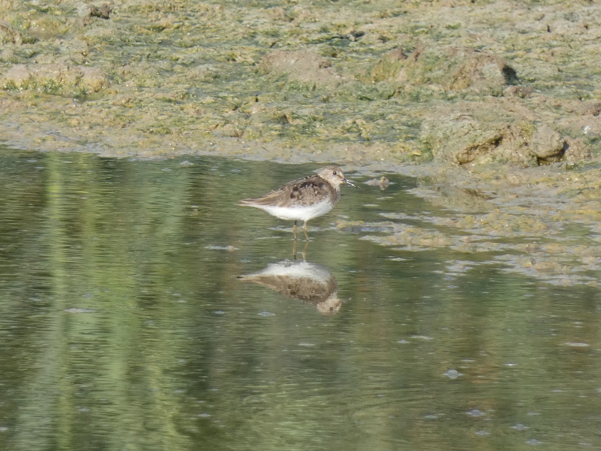 temmincksnipe - ML253487941