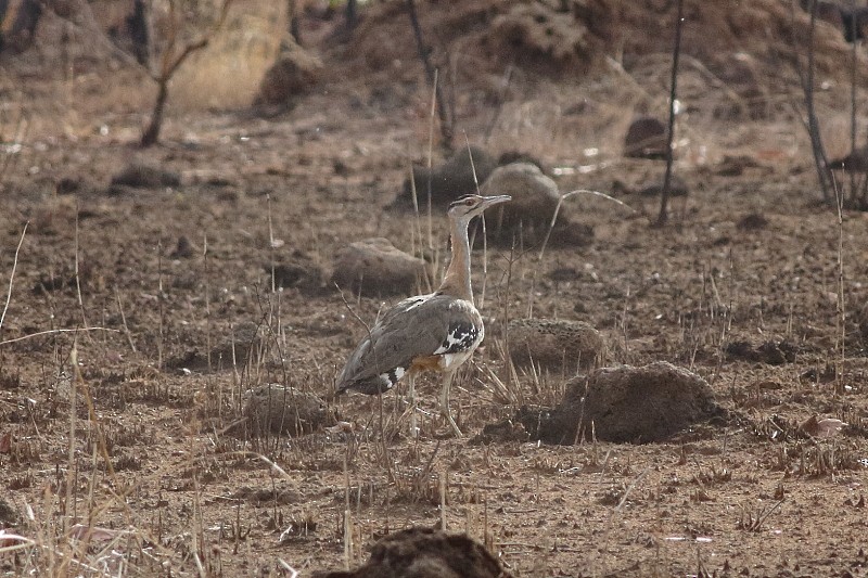 アフリカチュウノガン（denhami） - ML253488261