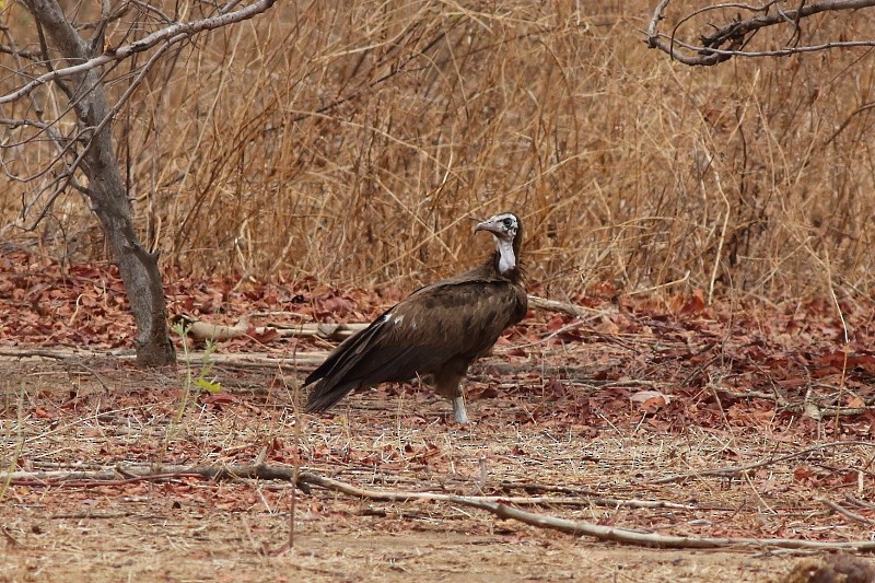 Hooded Vulture - ML253489031