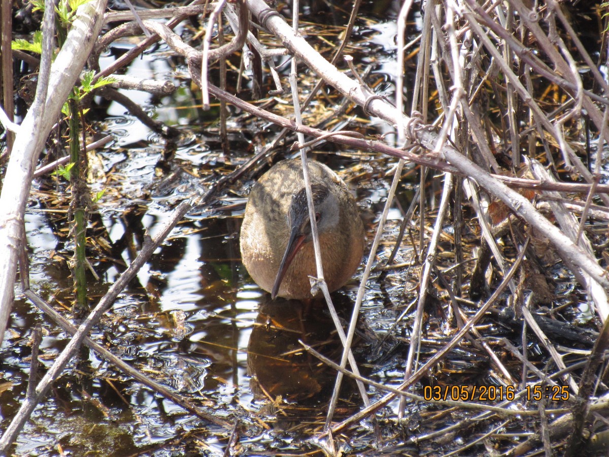 Virginia Rail - ML25348941