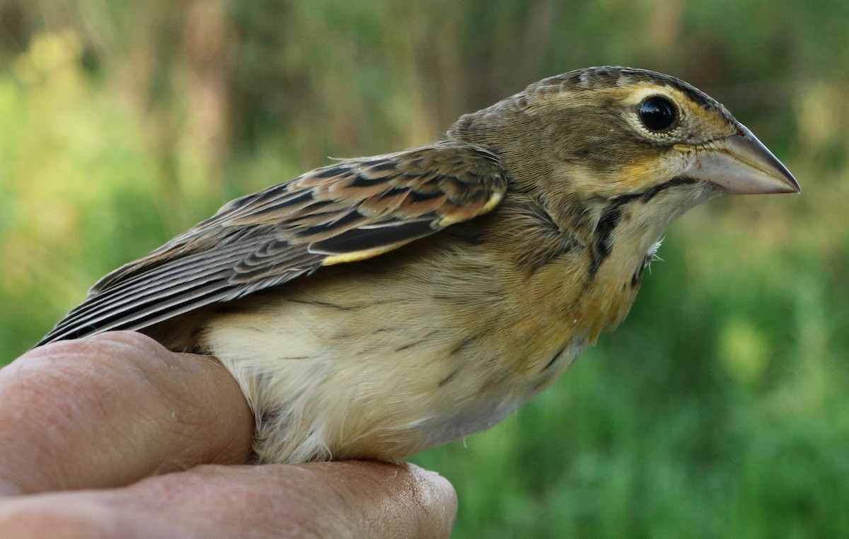 Dickcissel - ML253489631
