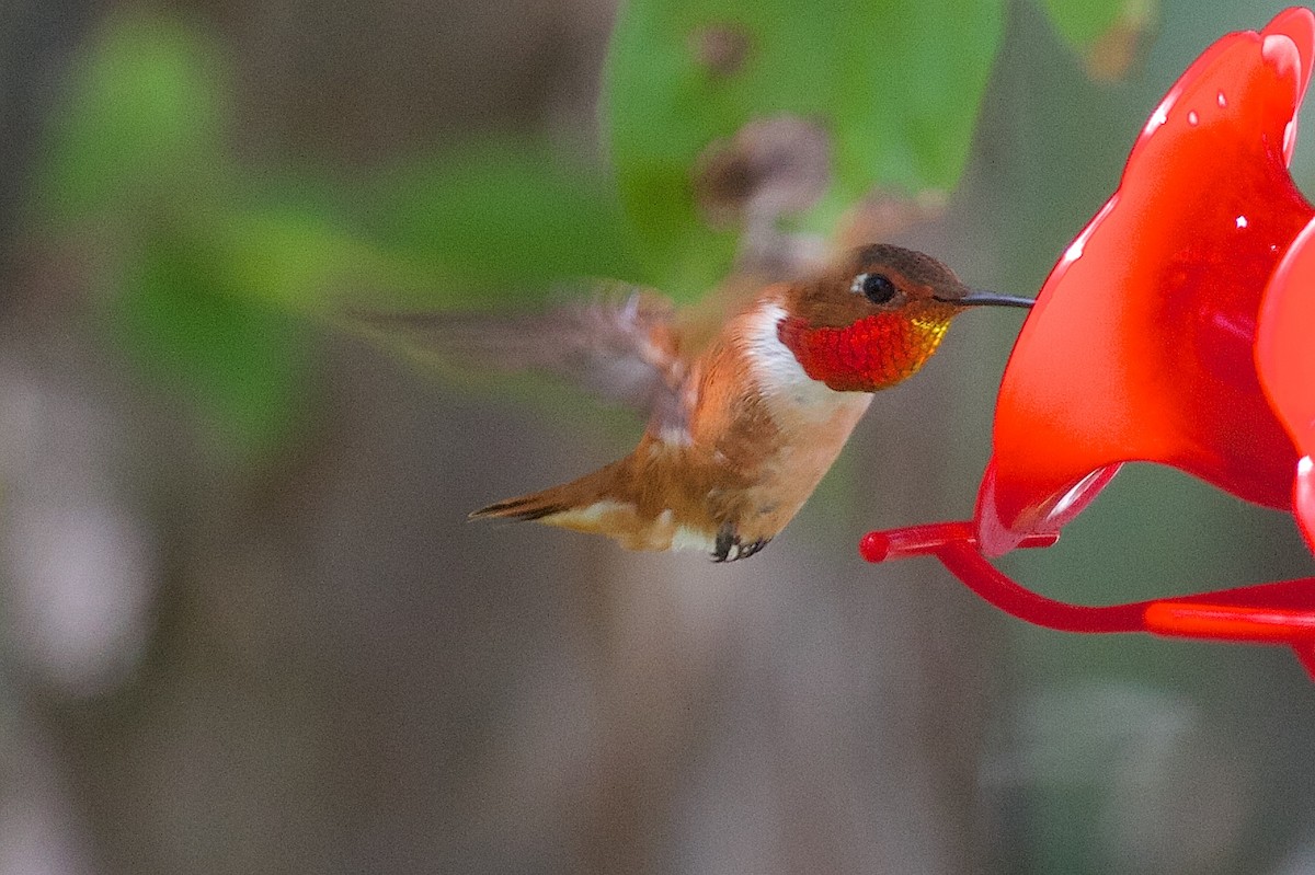 Rufous Hummingbird - Jack & Holly Bartholmai