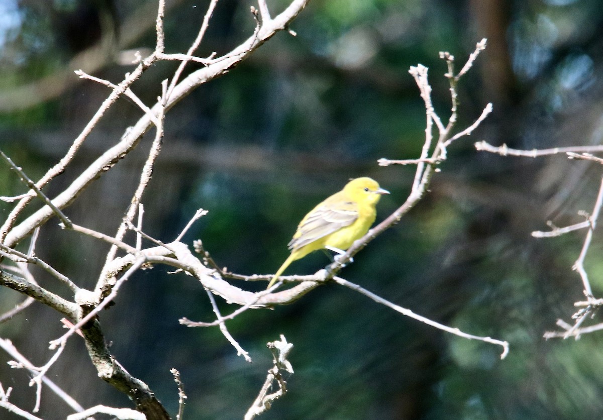 Orchard Oriole - ML253491331
