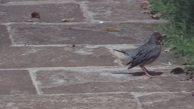 Western Red-legged Thrush - ML253497711