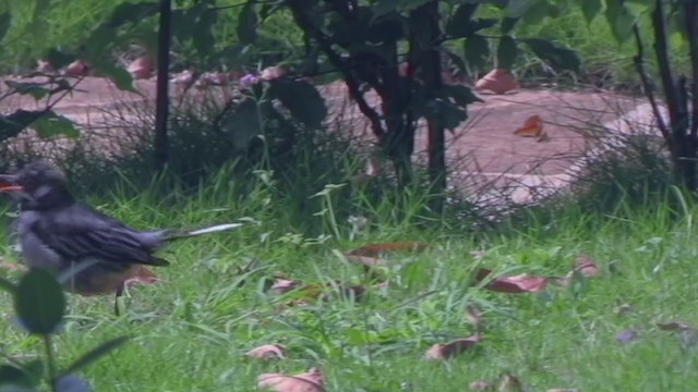 Western Red-legged Thrush - ML253498701