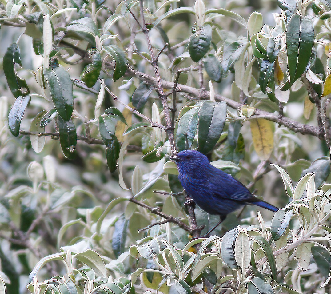 Xénodacnis mésange - ML253499531