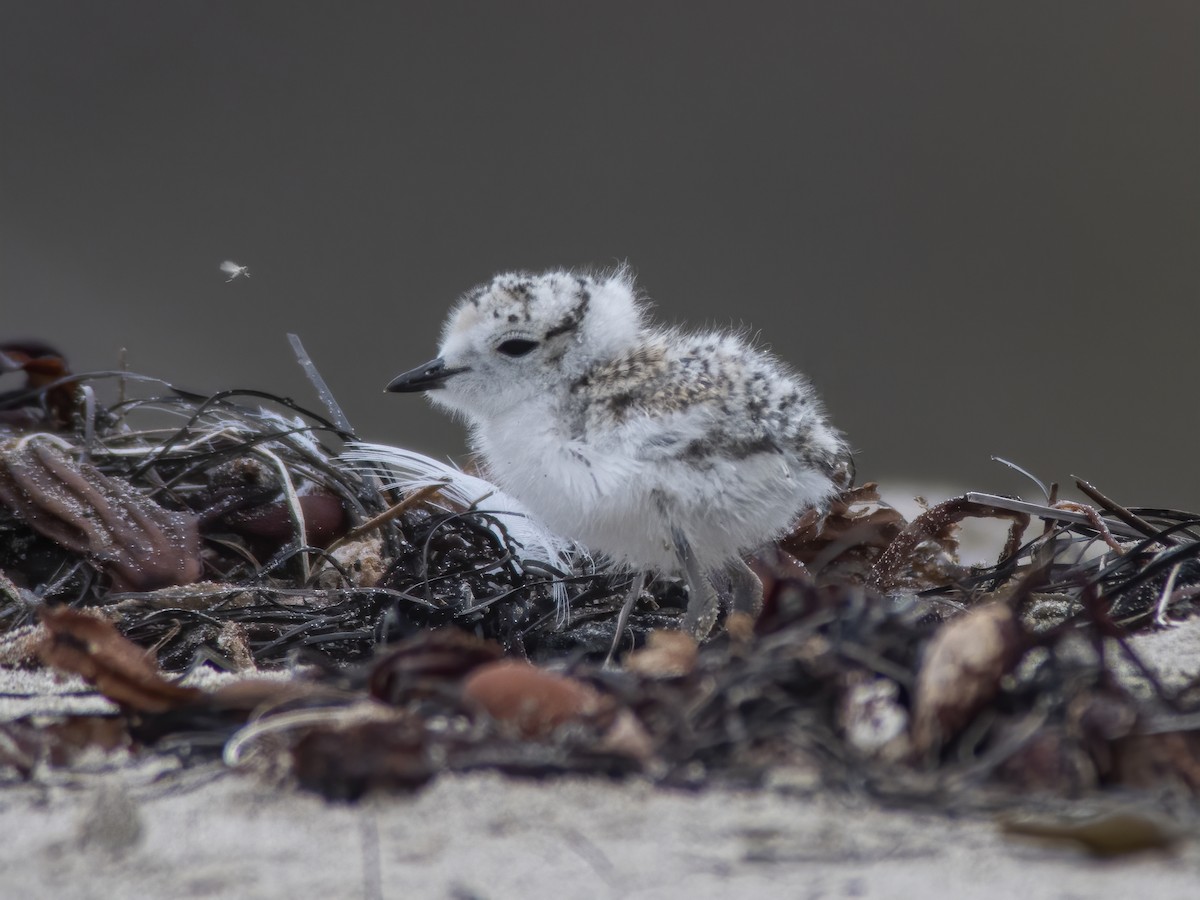 Snowy Plover - ML253499741