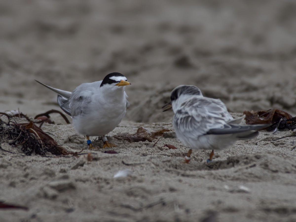 Least Tern - ML253500001