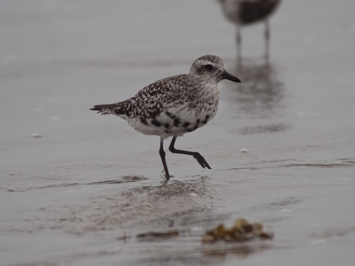 Black-bellied Plover - ML253500911