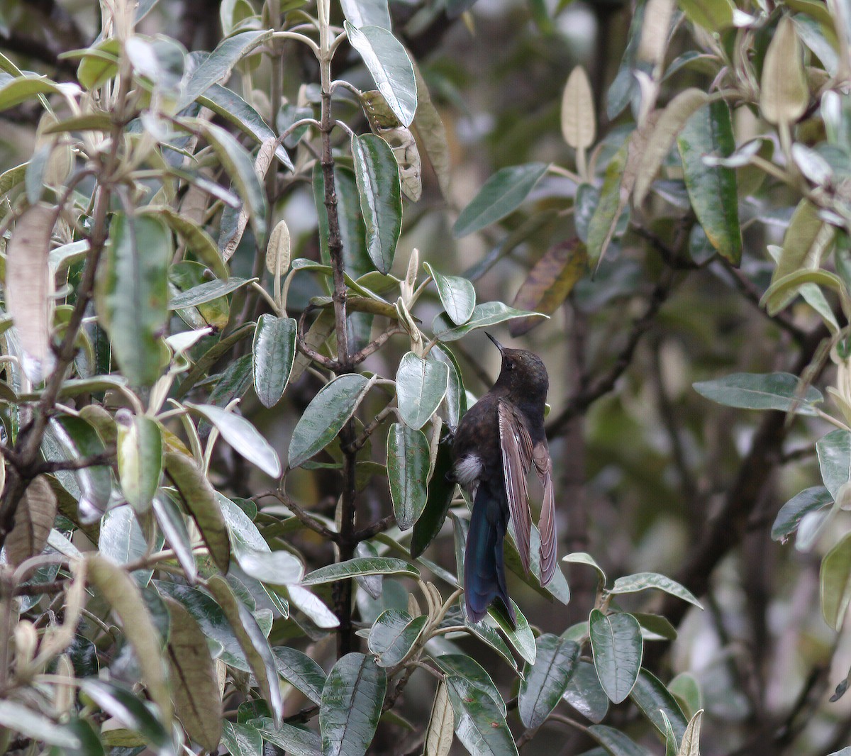 kolibřík modropláštíkový - ML253501231