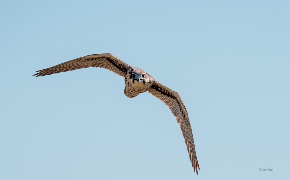 Prairie Falcon - Shailesh Pinto