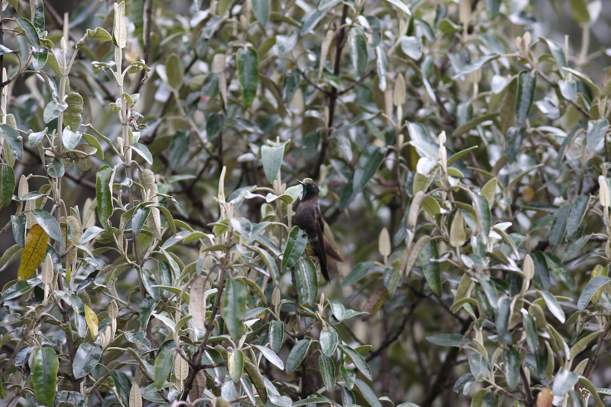kolibřík modropláštíkový - ML253501881