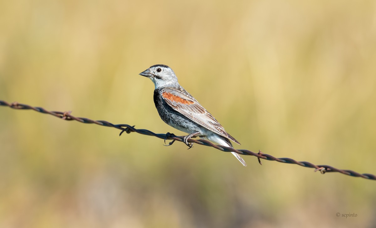 Thick-billed Longspur - Shailesh Pinto