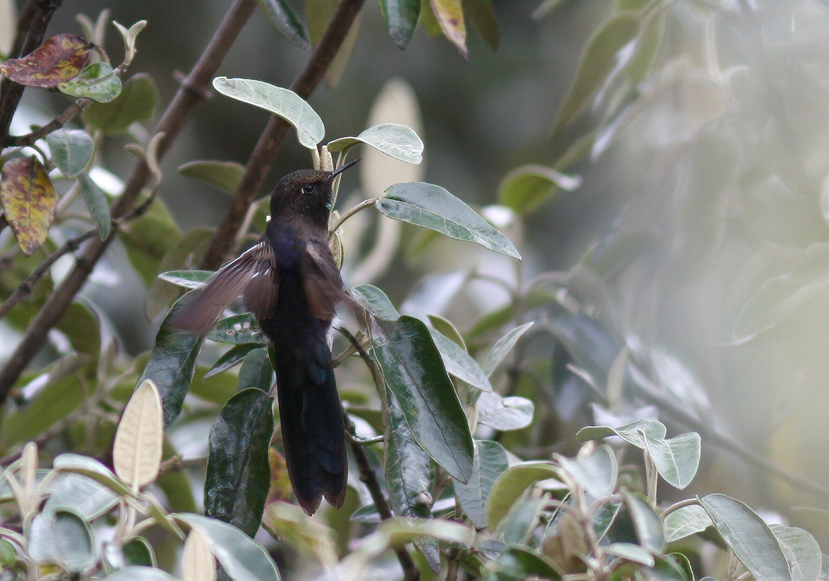 kolibřík modropláštíkový - ML253502161