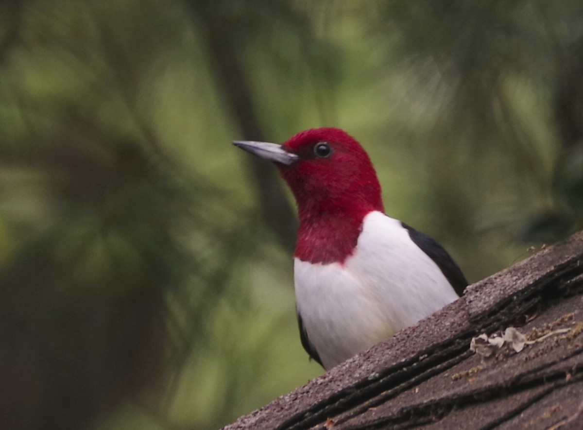 Red-headed Woodpecker - Sarah H