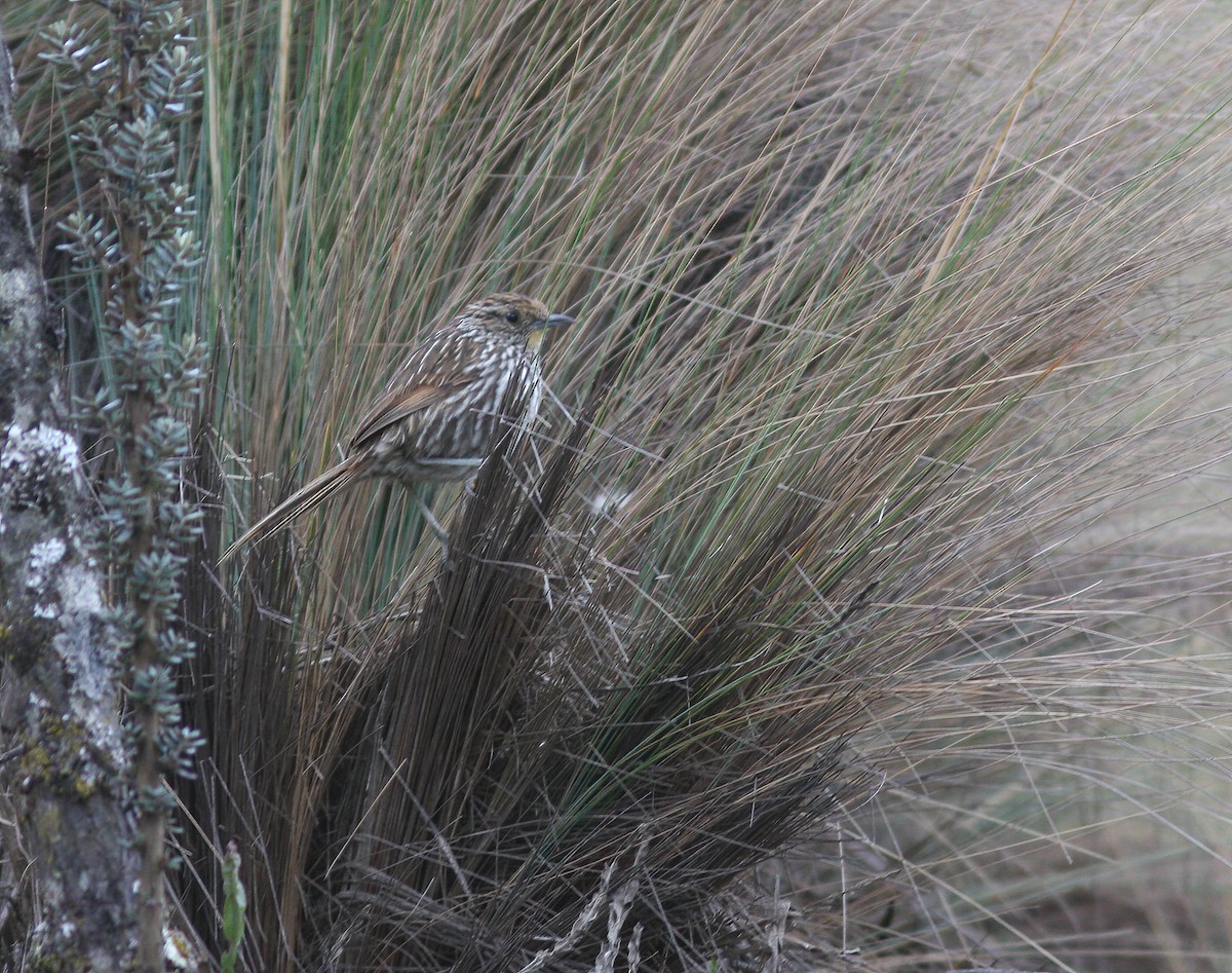 Many-striped Canastero - Per Smith