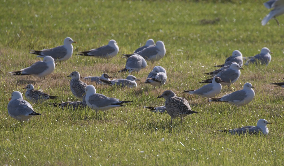 Lesser Black-backed Gull - Daniel Gornall