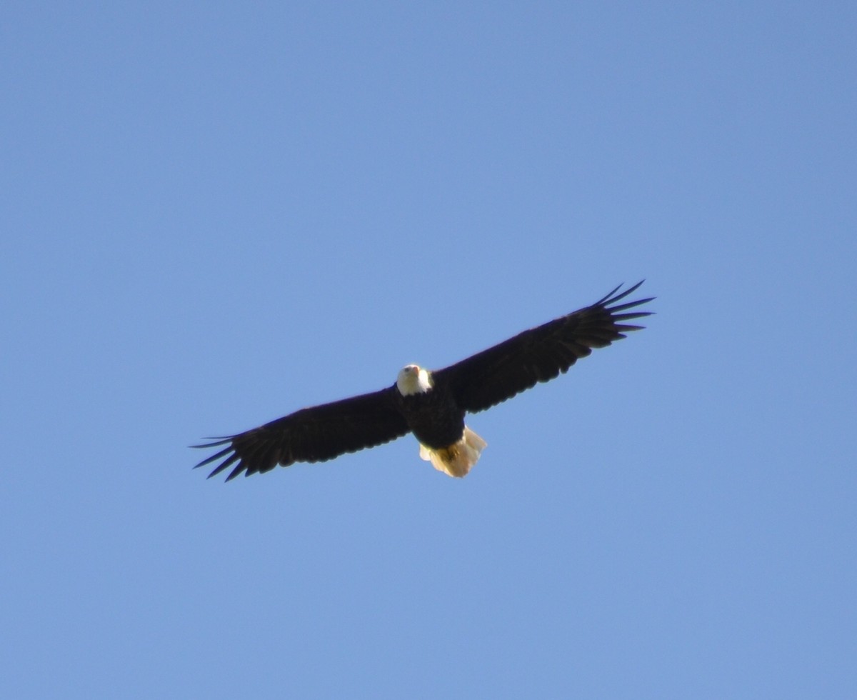 Bald Eagle - ML253506701
