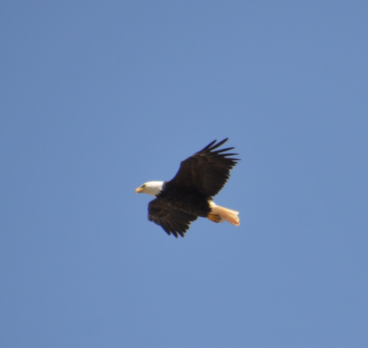 Bald Eagle - ML253506711