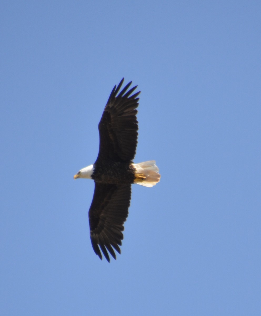 Bald Eagle - ML253506721