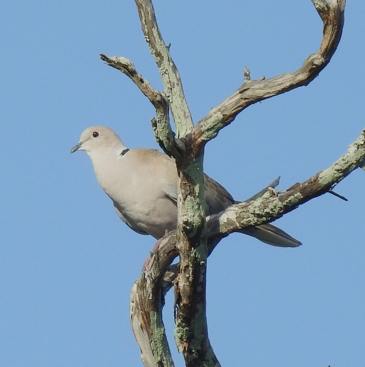 Eurasian Collared-Dove - ML253506791